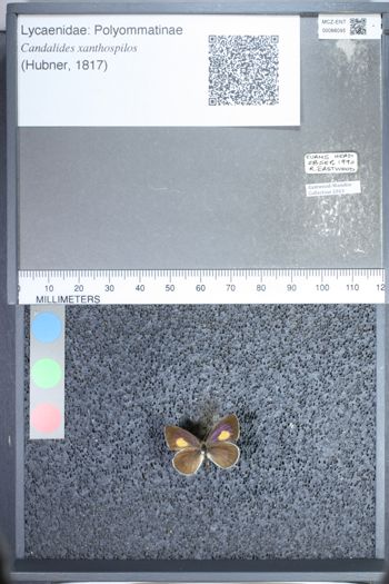 Media type: image;   Entomology 66095